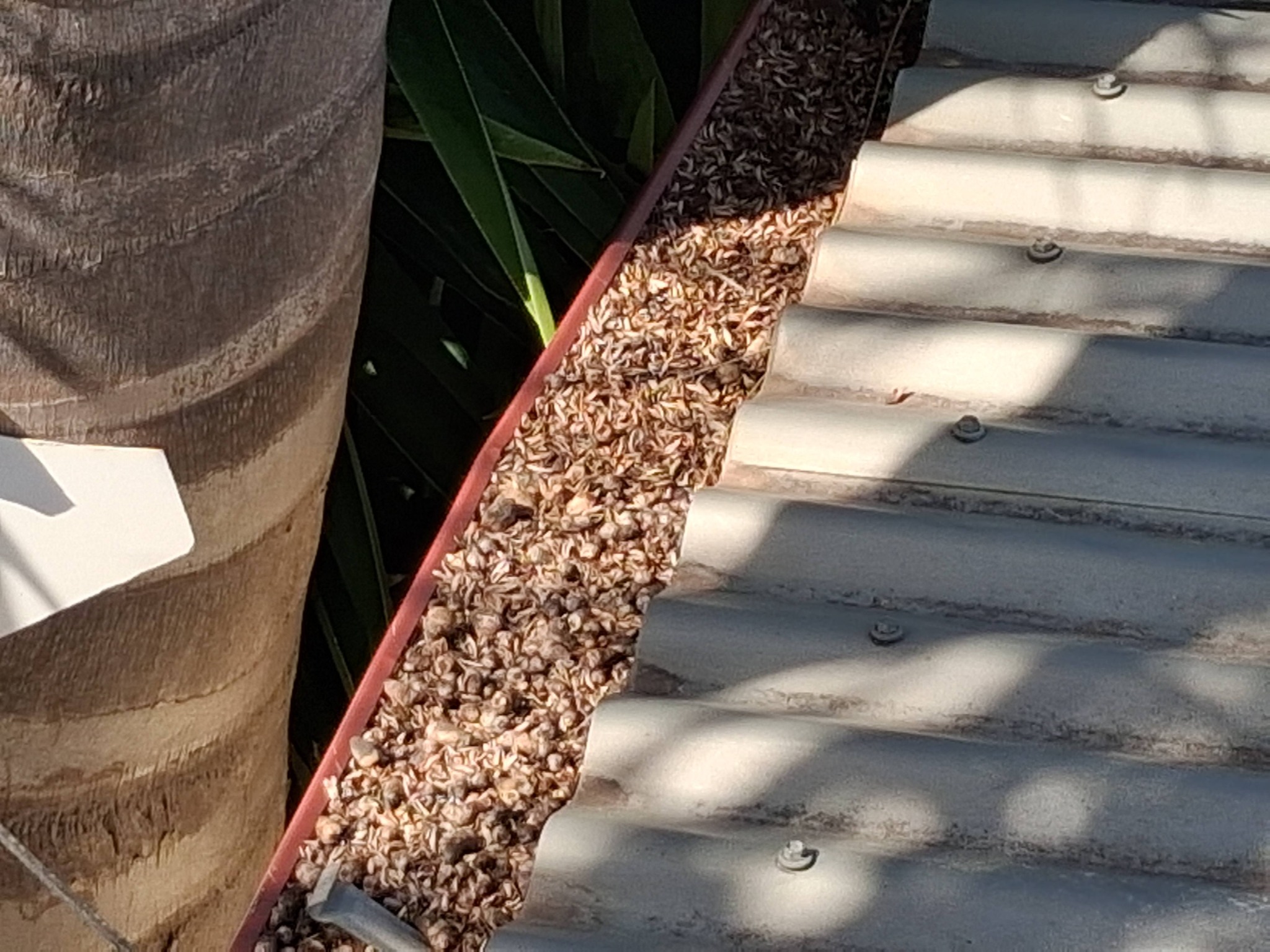 Garage Gutter Clean Maryborough