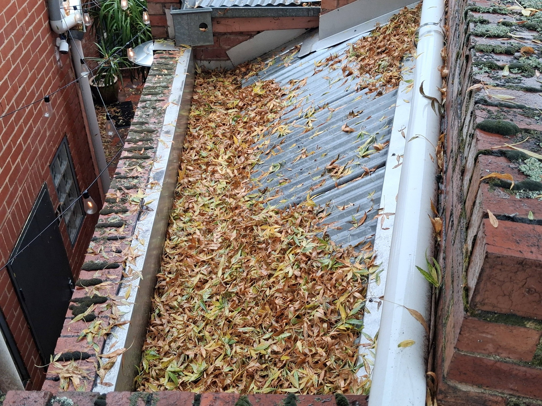 Maldon cafe gutters full of leaves — view 2 before cleaning